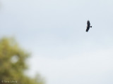 Spaanse Keizerarend C1D3_25080.jpg
