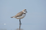 Strandplevier C1D3_25129.jpg