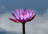 Water Lilly VI