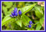 Bottle Gentian