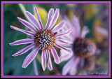 Morning frost on Coneflower