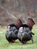 Two Gobblers