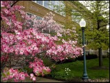 Dogwood at  FW Gunzberger Building