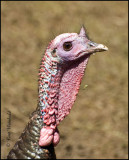 Turkey Hen