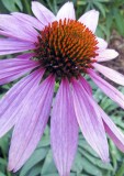 Coneflower