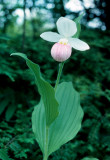 Showy Lady Slipper Orchid