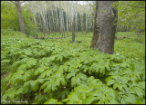 Mayapples