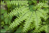 Maidenhair Fern