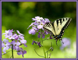 Tiger Swallowtail on Dames Rocket.