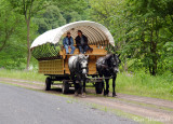 Wagon Rides