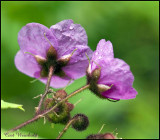 Purple Flowering Raspberry