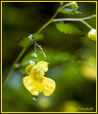 Jewelweed