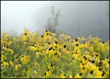 Black-Eyed Susans