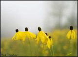 Five coneflowers