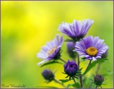 New England Asters