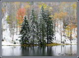 Lyman Lake Spruce