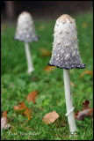 InkCaps