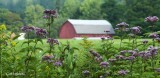 Joe Pye Weed