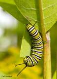 Monarch larva
