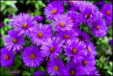 New England Asters