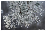 Hoar Frost on Pine