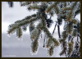 Frosty Spruce