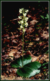 Pad Leaf orchid