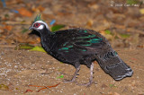 Pheasant, Palawan Peacock @ Sabang