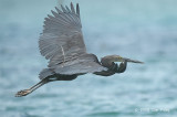 Heron, Great-billed @ Honda Bay