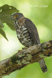 Goshawk, Crested  @ Sabang