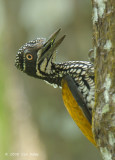 Goldenback, Greater (female) @ Tanjung Piai