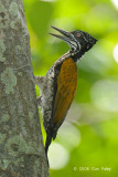 Goldenback, Greater (female) @ Tanjung Piai