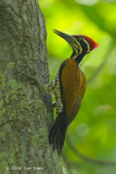 Goldenback, Greater (male) @ Tanjung Piai