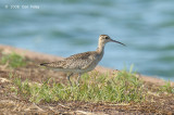 Curlew, Little @ Leanyer Sewage Works