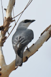 Cuckoo-shrike, White-bellied @ Mary River Excavation Pits