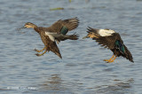 Duck, Pacific Black @ Mamukala Wetlands