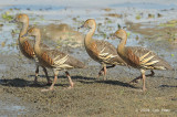 Duck, Plumed Whistling @ Mamukala Wetlands