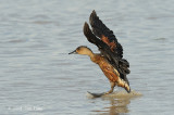 Duck, Wandering Whistling @ Mamukala Wetlands