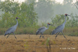 Brolga @ Yellow Water