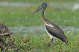 Stork, Black-necked (juvenile) @ Yellow Water