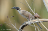 Friarbird, Silver-crowned @ near Mary River Roadhous