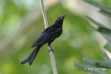 Drongo, Spangled @ Darwin Botanic Gardens