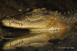 Saltwater Crocodile (female) @ Yellow Water, Australia