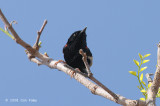 Fairy-wren, Red-backed (male) @ Copperfield Dam