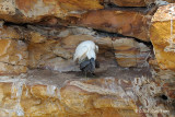 Egret, Eastern Reef @ East Point Reserve