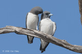 Woodswallow, White-breasted @ Copperfield Dam