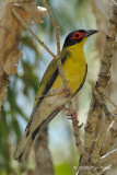 Figbird, Australian (male) @ Casuarina Coastal Reserve