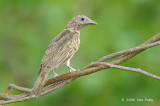 Figbird, Australian (female) @ Casuarina Coastal Reserve