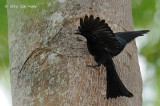 Drongo, Spangled @ Darwin Botanic Gardens