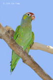 Lorikeet, Varied (female) @ Adelaide River on Stuart Hwy